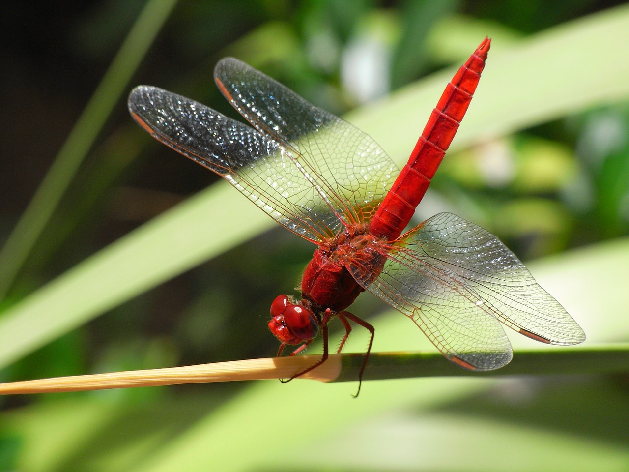 dragonfly-689626_1280-1